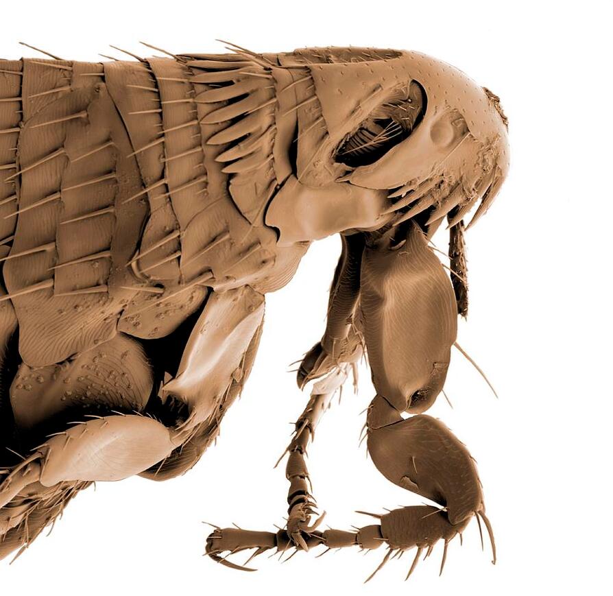 Head and thorax of a cat flea, many segments with hairs and jaggend lines all monotone against a white background.  The creature looks unearthly and alien.
